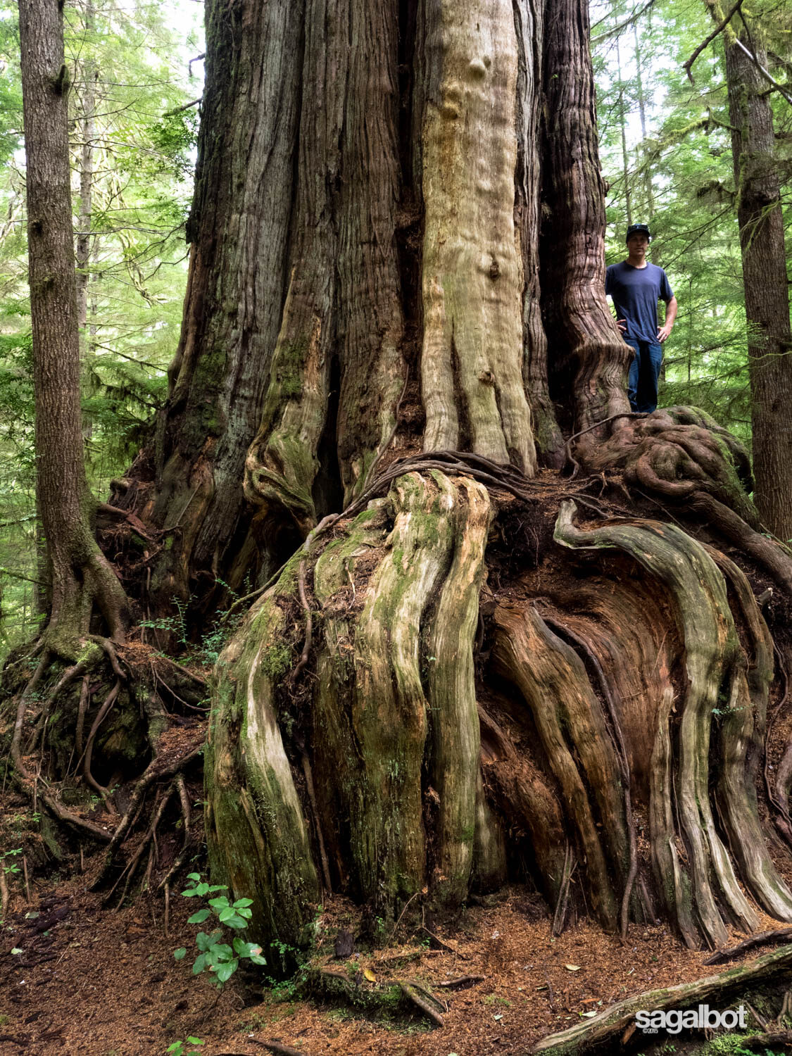 This tree was insanely huge.