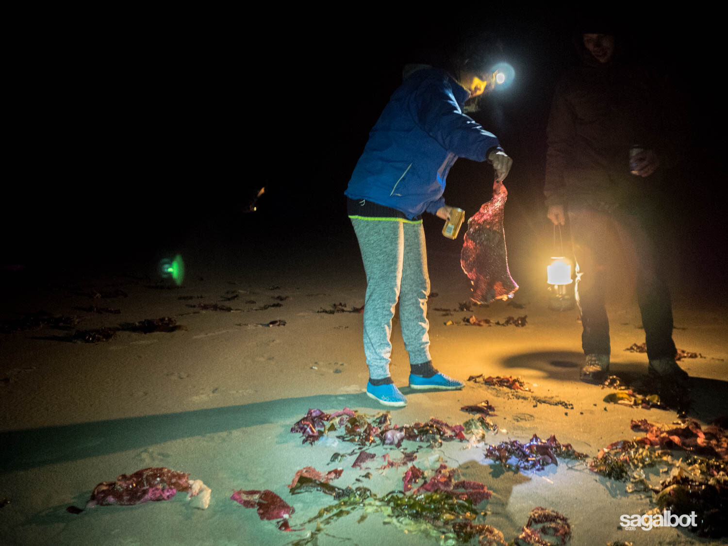 nighttime science investigations