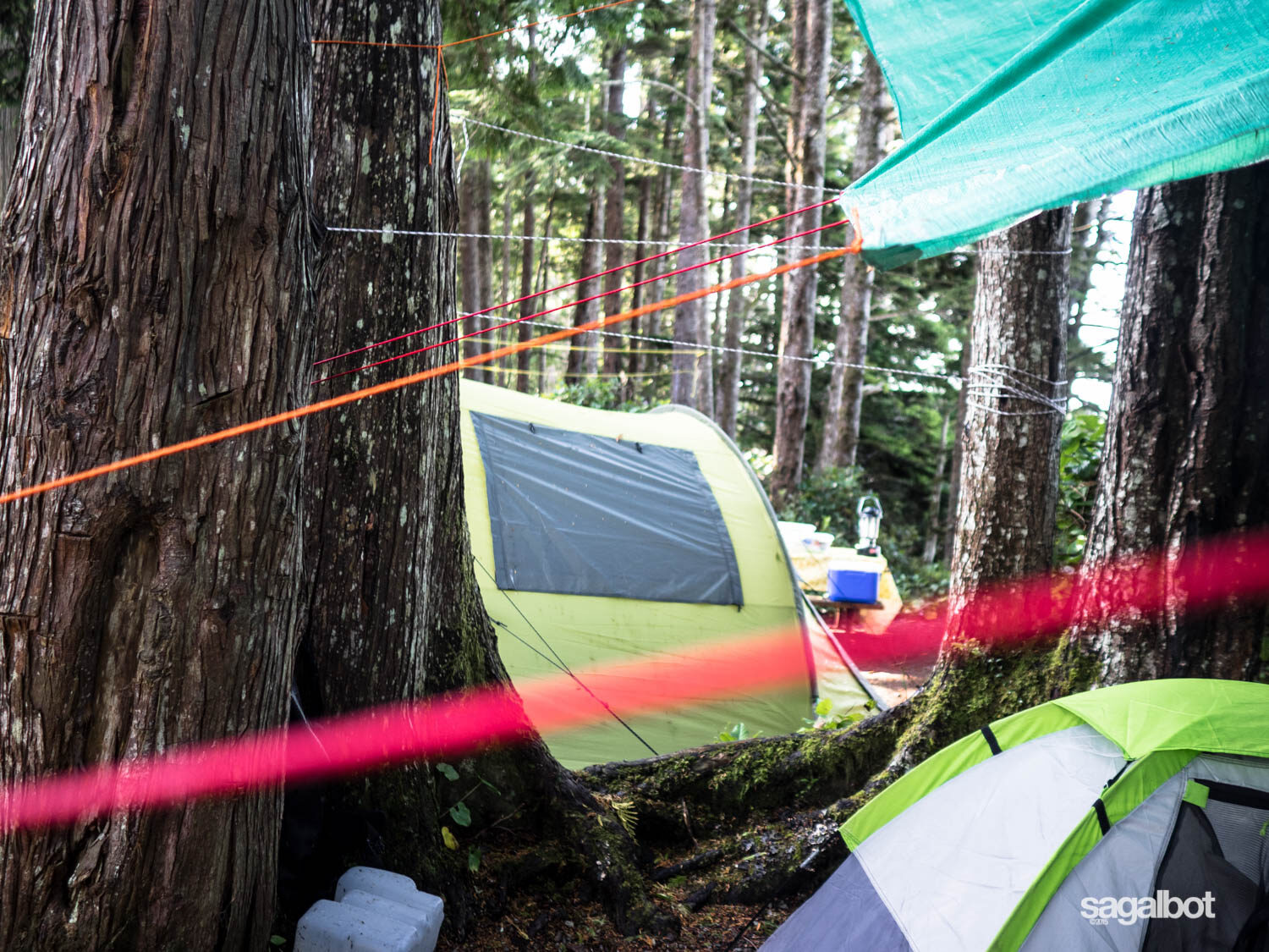 Tarp lines everywhere