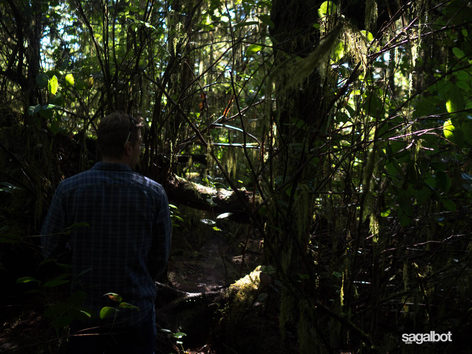 West coast rainforest