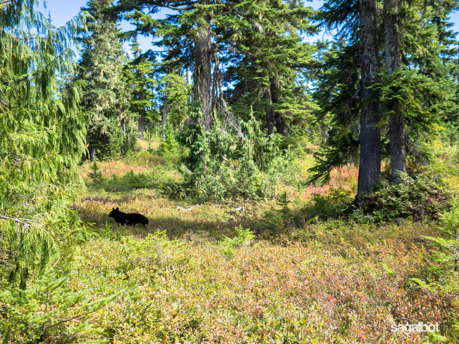 Our first of 4 bear encounters.