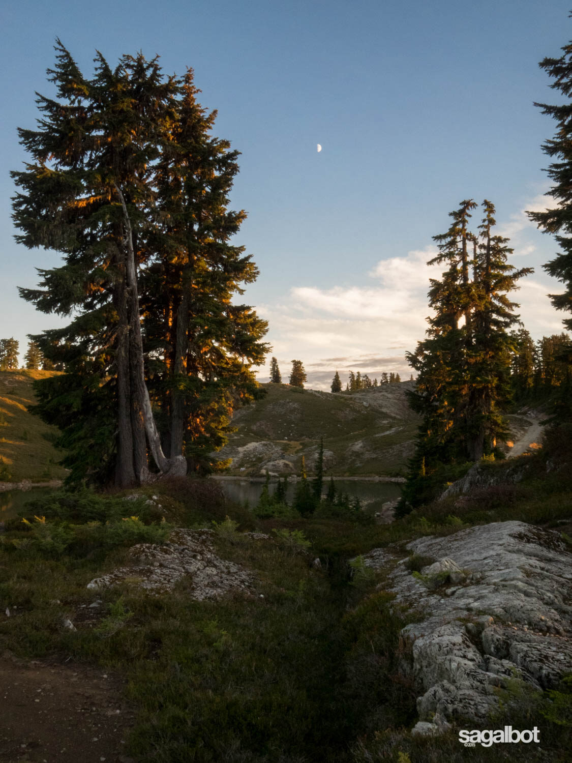 Cool golden hour light on the trees with the moon
